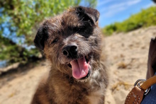 FARY, Hund, Terrier-Mix in Krefeld