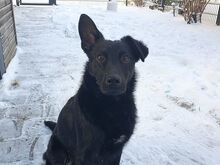 PRINCE, Hund, Flat Coated Retriever-Mudi-Mix in Aschheim