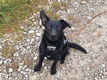 PRINCE, Hund, Flat Coated Retriever/Mudi-Mix in Aschheim