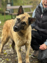 GERTIE, Hund, Deutscher Schäferhund-Mix in Ungarn