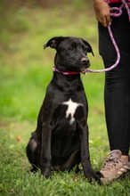 MADELINE, Hund, Mischlingshund in Ungarn
