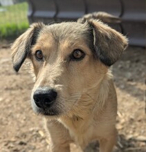 UMI, Hund, Mischlingshund in Rumänien