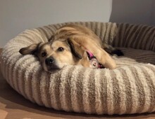 UMI, Hund, Mischlingshund in Puschendorf