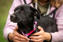 MALOU, Hund, Mischlingshund in Ungarn