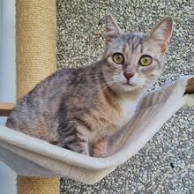 ENEVKA, Katze, Europäisch Kurzhaar in Hamburg