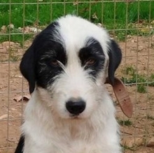 MOIRA, Hund, Mischlingshund in Griechenland