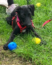 LIA, Hund, Mischlingshund in Eicklingen