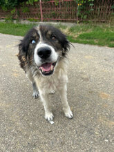 FINN, Hund, Mischlingshund in Rumänien