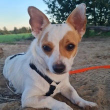 PURZEL, Hund, Mischlingshund in Weinböhla