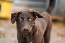 TOFFEE, Hund, Mischlingshund in Bulgarien