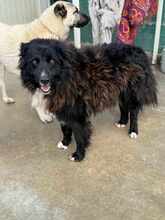 CORWIN 160-25-A, Hund, Border Collie-Mix in Alsbach-Hähnlein