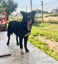 GABBY, Hund, Mischlingshund in Speyer