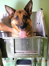 LIA, Hund, Deutscher Schäferhund in Italien