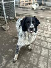 ARON, Hund, Mischlingshund in Speyer
