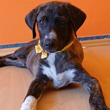 VADI, Hund, Mischlingshund in Uelzen