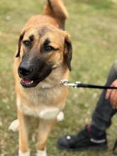MAURA, Hund, Mischlingshund in Neulußheim