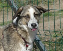 CLEMENTINA, Hund, Herdenschutzhund-Mix in Rumänien