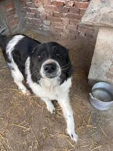 ELLIS, Hund, Mischlingshund in Hannover