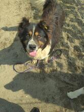 AMADEUS, Hund, Mischlingshund in Bulgarien