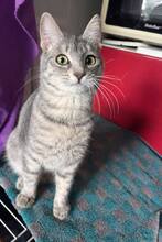 ASHY, Katze, Europäisch Kurzhaar in Zypern