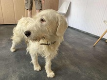 WHITE, Hund, Mischlingshund in Heidelberg