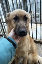 OZZY, Hund, Mischlingshund in Kroatien