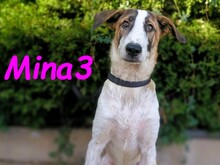 MINA3, Hund, Mischlingshund in Spanien