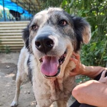 DIANA, Hund, Mischlingshund in Kallmünz