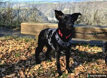 FEIVEL, Hund, Mischlingshund in Urbar