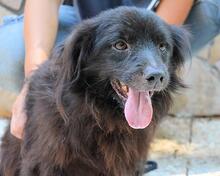 GINGY, Hund, Mischlingshund in Italien