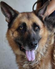 BALEY, Hund, Deutscher Schäferhund-Mix in Italien