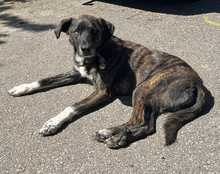 EQ, Hund, Mischlingshund in Schweiz
