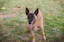 VOBIS, Hund, Belgischer Schäferhund-Mix in Kroatien