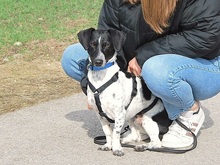 KONY, Hund, Jack Russell Terrier-Dackel-Mix in Puchheim