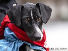 KONY, Hund, Jack Russell Terrier-Foxterrier-Dackel-Mix in Puchheim