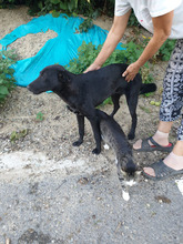 TONIA, Hund, Mischlingshund in Rumänien