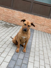 SINA, Hund, Mischlingshund in Rumänien