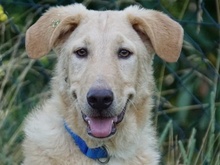 PALLINO, Hund, Mischlingshund in Oberviechtach