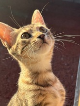 HEIDI, Katze, Europäisch Kurzhaar in Hamburg