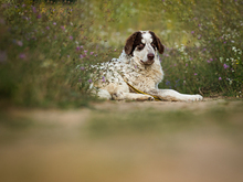 DINGO, Hund, Maremma Abruzzenhund-Mix in Rüsselsheim