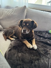 PADI, Hund, Mischlingshund in München