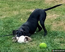 LEILA, Hund, Mischlingshund in Hannover