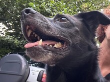 ILLO, Hund, Mischlingshund in Overath