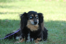 HEIDI, Hund, Mischlingshund in Hagen