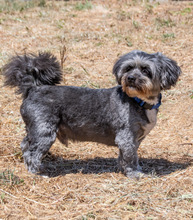 PUTY, Hund, Mischlingshund in Portugal
