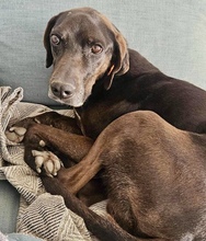 CZARNY, Hund, Pointer in Stadecken-Elsheim