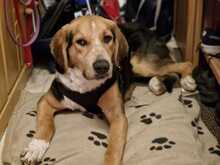 LEON, Hund, Mischlingshund in Neufarn