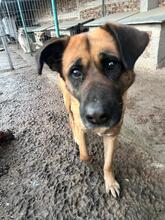 LANA, Hund, Mischlingshund in Bulgarien