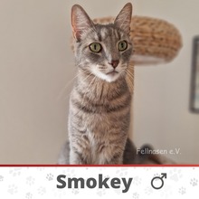 SMOKEY, Katze, Europäisch Kurzhaar in Kalefeld