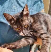 SUKI, Katze, Europäisch Kurzhaar in Billigheim-Ingenheim